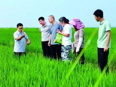辽安博体育宁省沈阳市康平县官宝窝堡村:盐碱地收获“黄金稻”(图2)