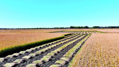 辽安博体育宁省沈阳市康平县官宝窝堡村:盐碱地收获“黄金稻”(图1)