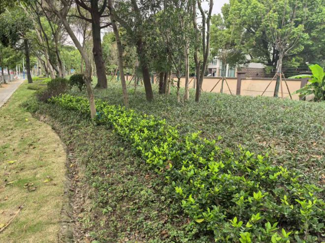 安博体育社区食堂建成使用、重点商业项目开工……泗泾镇2024年实事工程“年终总结”来了→(图11)