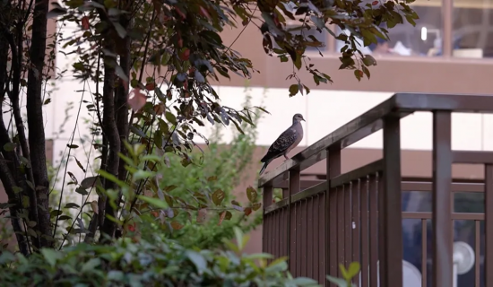 服务案例集｜合肥融创城打安博体育造共享共治幸福圈(图2)