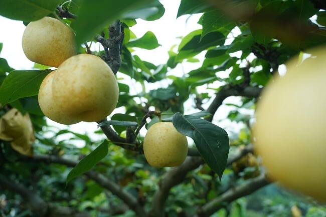 雅安雨城“坝坝球”热潮正席卷各村!溯安博体育源澄清村解锁乡村体育风靡密码(图5)