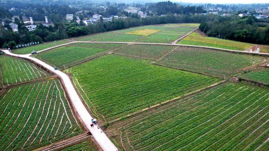 四川营山：干群安博体育平台携手绘就乡村振兴新图景(图1)