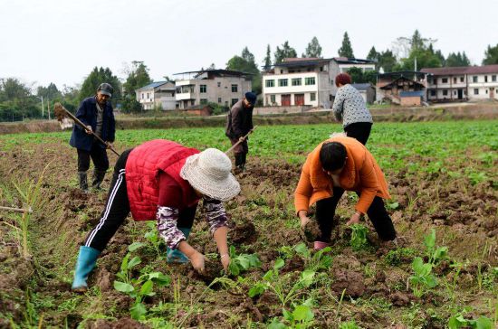 四川营山：干群安博体育平台携手绘就乡村振兴新图景(图2)
